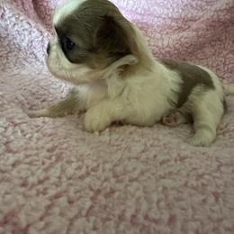 Iris - Blue and white female Shih Tzu puppy in Jasper, Indiana from Jacob’s Spoiled Shih Tzu