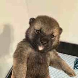 Bella - Sesame female Shiba Inu puppy in Tamarac, Florida from The Queen of Shibas