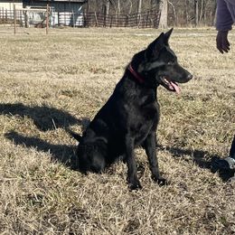 Jolene - German Shepherd