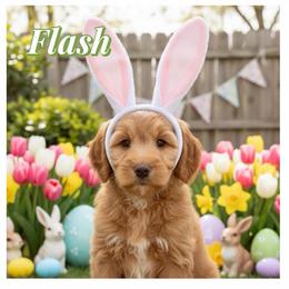 Flash - Apricot male Australian Labradoodle puppy in Gladstone, Oregon from Beaver State Labradoodles