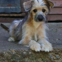 DaoDog Quenn Elizabeth - Palomino female Chinese Crested puppy in Highland Park, Michigan from Family Kennel Dao Dog