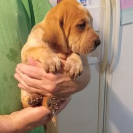 American English Coonhound Puppies from Hartmann's English Coonhounds