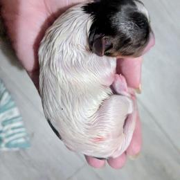 Boy 1 - Parti male Yorkshire Terrier puppy in Odenville, Alabama from Yorkie Prints