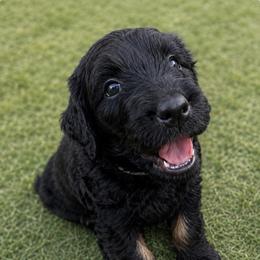 Eclipse - Phantom female Goldendoodle puppy in Glendale, Arizona from CocoLove Doodles