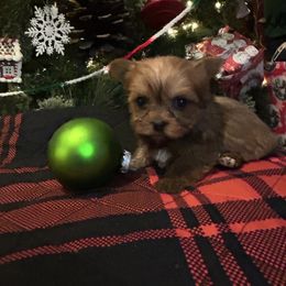 Commit - Liver male Yorkshire Terrier puppy in Hardeeville, South Carolina from Pups of the Lowcountry