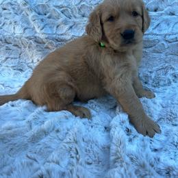 Green - Dark golden male Golden Retriever puppy in Mount Carmel, Tennessee from HS Goldens