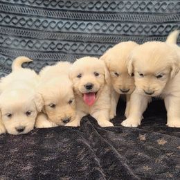 Lacy girl 4 - Light golden female Golden Retriever puppy in Niles, Michigan from Family Raised Goldens