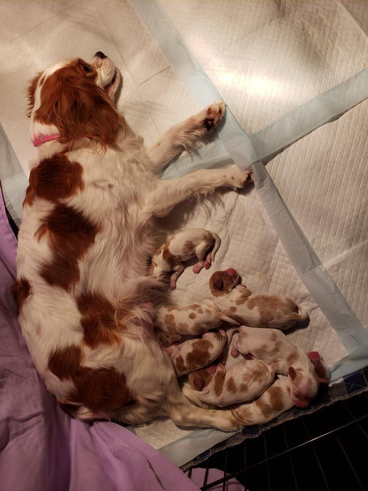 Male Cavalier King Charles Spaniel Puppies for Sale in Rogers, Arkansas.