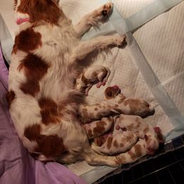 Cavalier King Charles Spaniel Puppies from KC's Kingdom Cavaliers