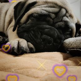Bullmastiff Puppies from Ironward Bullmastiffs