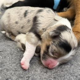 Tempest - Blue merle female Miniature American Shepherd puppy in Tucson, Arizona from Outlaw Minis