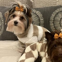 Yorkshire Terriers from Peach State Yorkies