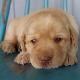 Doodle - Yellow female Labrador Retriever puppy in Camden, Indiana from Camden's Caring Canines