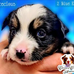 Precious - Black tri female Miniature Australian Shepherd puppy in Punta Gorda, Florida from Christie's Creekside Aussies