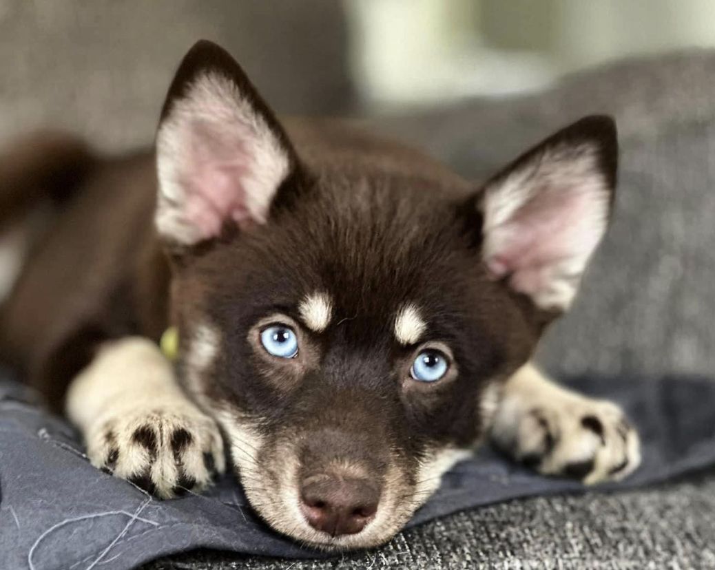 Island Pomskies in Hawaii | Pomsky puppies | Good Dog