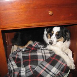 Lifbchen - Toy Australian Shepherd