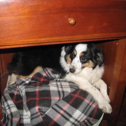 Lifbchen - Toy Australian Shepherd