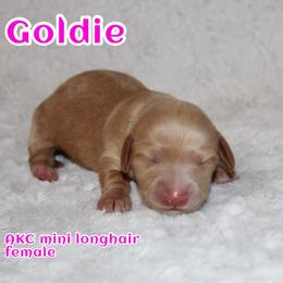 Goldie - Red female Dachshund puppy in Powderly, Texas from Kuttin’ Up Mini Aussies