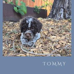 Boy 3 - Brown roan male Lagotto Romagnolo puppy in Salida, California from Harper's Lagotti