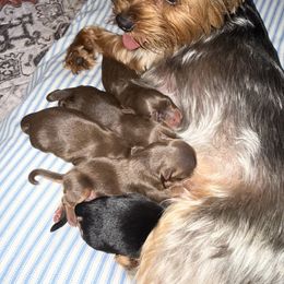Yorkshire Terrier puppies from The Yorkie House