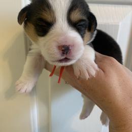 Boots - Black and tan male Pembroke Welsh Corgi puppy in Cumming, Georgia from Carter’s Corgis LLC