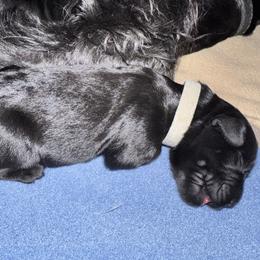 Grey Collar - Black female Giant Schnauzer puppy in La Pine, Oregon from Oregon Giant Schnauzers LLC
