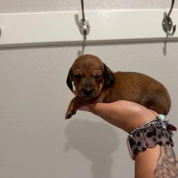 Raven - Sable female Dachshund puppy in Agua Dulce, Texas from Sunny EP Weenies