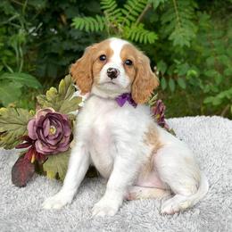 Purple Bow - Blenheim female Cavapoo puppy in Evart, Michigan from Northern’s Cute Cuddly Cava Poos
