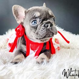 French Bulldog Puppies from Whatabulldog