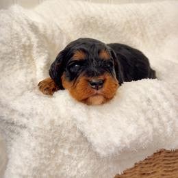 Onyx - Merle male Cavapoo puppy in Knoxville, Tennessee from Duke’s Forever Doodles