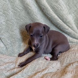 Lorenzo - Blue male Italian Greyhound puppy in Plains, Georgia from Amayz Italian Greyhounds