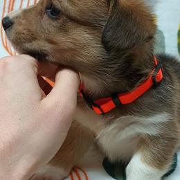 Pembroke Welsh Corgi Puppies from Episode Corgis