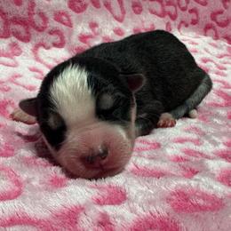AKC Granite - Black and white female Siberian Husky puppy in Centreville, Maryland from Huskies By the Bay