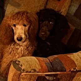 Labradoodle Puppies from Kelly’s Doodles