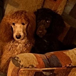 Labradoodle Puppies from Kelly’s Doodles