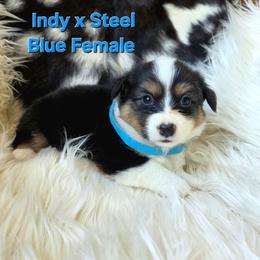 Blue collar - White and black female Pembroke Welsh Corgi puppy in Wayne City, Illinois from Lash Livestock & Corgis