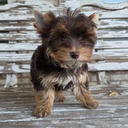 Chocolate - Chocolate and tan male Yorkshire Terrier puppy in Cherryville, North Carolina from Alsop's Precious Paws
