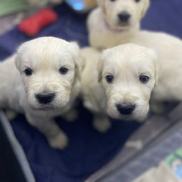 Golden Retriever Puppies from Golden Star Ranch