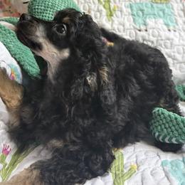 Pink collar - Phantom female Poodle puppy in Huntsville, Alabama from Heart Song Standard Poodles