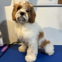 Winton - Cockapoo