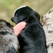 Assorted Doodle Crosses, Australian Shepherds, and Double Doodles from Dry Canyon Pups