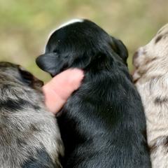 Assorted Doodle Crosses, Australian Shepherds, and Double Doodles from Dry Canyon Pups