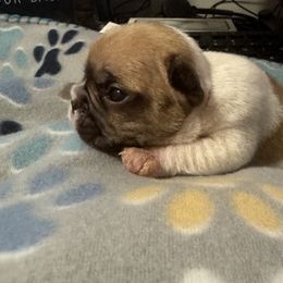 French Bulldog Puppies from Frenchie Kingdom