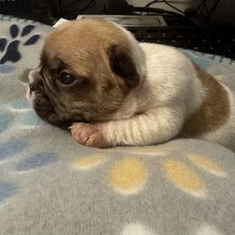 French Bulldog Puppies from Frenchie Kingdom