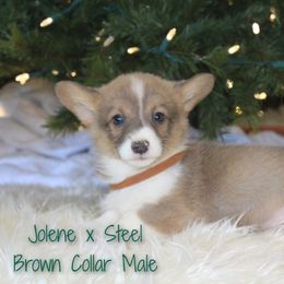 Brown Male - Sable male Pembroke Welsh Corgi puppy in Wayne City, Illinois from Lash Livestock & Corgis