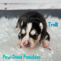 Trolli - Black and white male Pomsky puppy in Krum, Texas from Paw-Some Pomskies