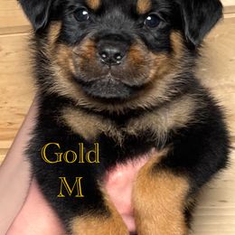 Rottweiler Puppies from Obsessions Rottweiler