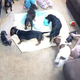 Dachshund Puppies from White River Valley Kennel