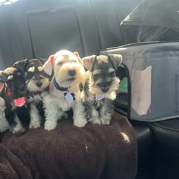 Miniature Schnauzer Puppies from Snowflake Schnauzers