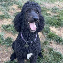 Gracie - Poodle